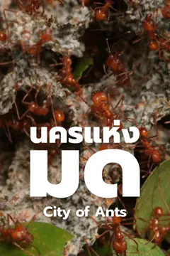 ปกสารคดี นครแห่งมด