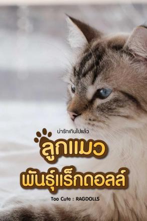 น่ารักเกินไปแล้ว ลูกแมวพันธุ์แร็กดอลล์
