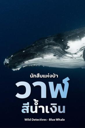 นักสืบแห่งป่า วาฬสีน้ำเงิน