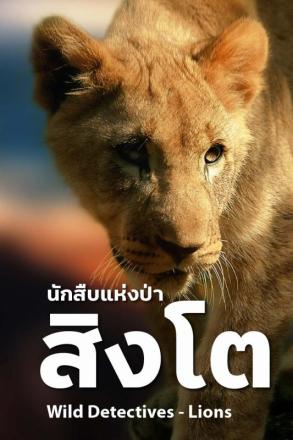 นักสืบแห่งป่า สิงโต