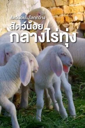สัตว์น้อยในโลกกว้าง สัตว์น้อยกลางไร่ทุ่ง