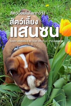 สัตว์น้อยในโลกกว้าง สัตว์เลี้ยงแสนซน