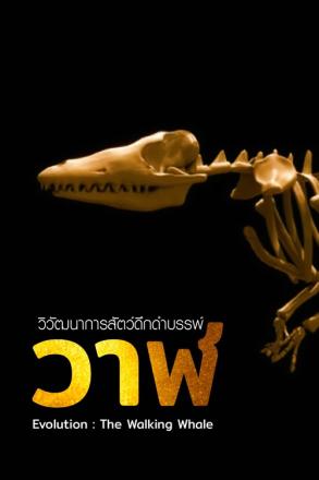 วิวัฒนาการสัตว์ดึกดำบรรพ์ วิวัฒนาการของวาฬ