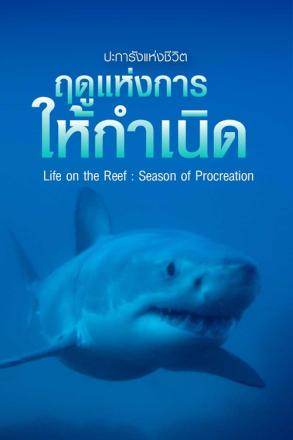ปะการังแห่งชีวิต ฤดูแห่งการให้กำเนิด