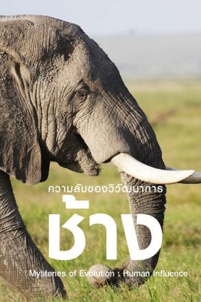 ความลับของวิวัฒนาการ ช้าง