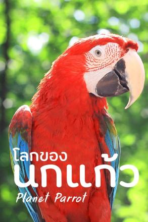 โลกของนกแก้ว
