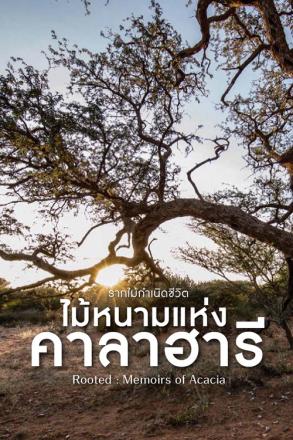 รากไม้กำเนิดชีวิต ไม้หนามแห่งคาลาฮารี