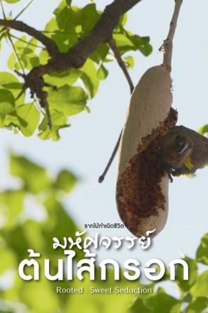 รากไม้กำเนิดชีวิต มหัศจรรย์ต้นไส้กรอก
