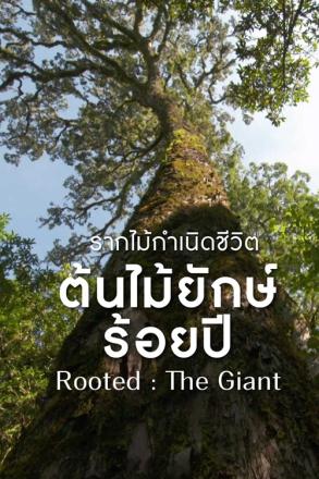 รากไม้กำเนิดชีวิต ต้นไม้ยักษ์ร้อยปี