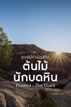 รากไม้กำเนิดชีวิต ต้นไม้นักบดหิน