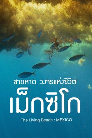 ชายหาด วงจรแห่งชีวิต เม็กซิโก