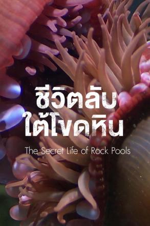 ชีวิตลับใต้โขดหิน