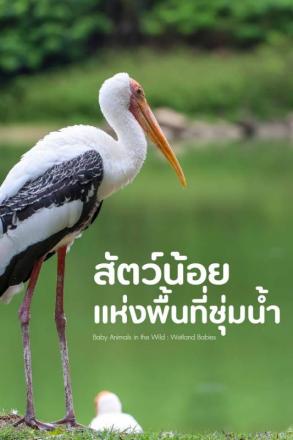 สัตว์น้อยในป่าใหญ่ สัตว์น้อยแห่งพื้นที่ชุ่มน้ำ